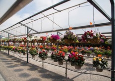 Dümmen Orange in Rheinberg. 